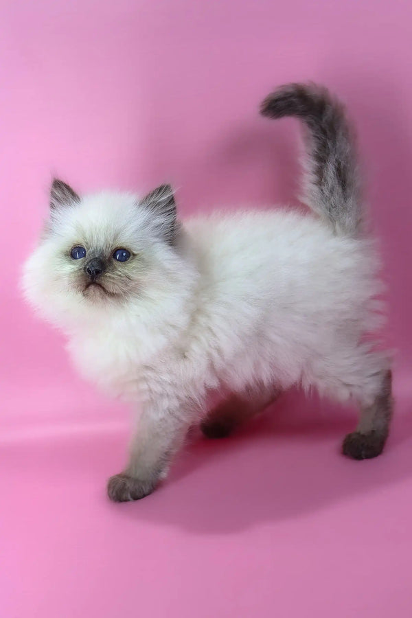 Felix | ragdoll kitten