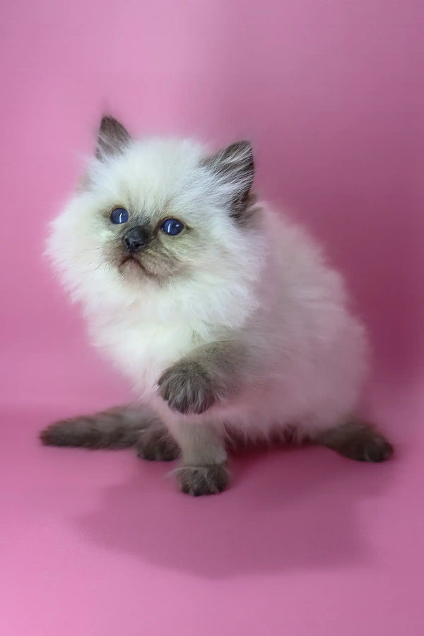 Felix | ragdoll kitten