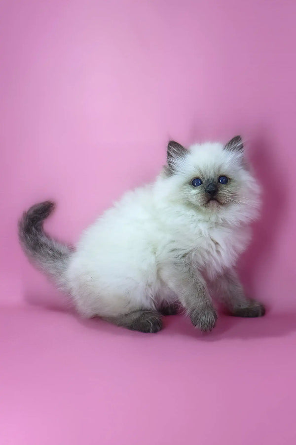 Felix | ragdoll kitten