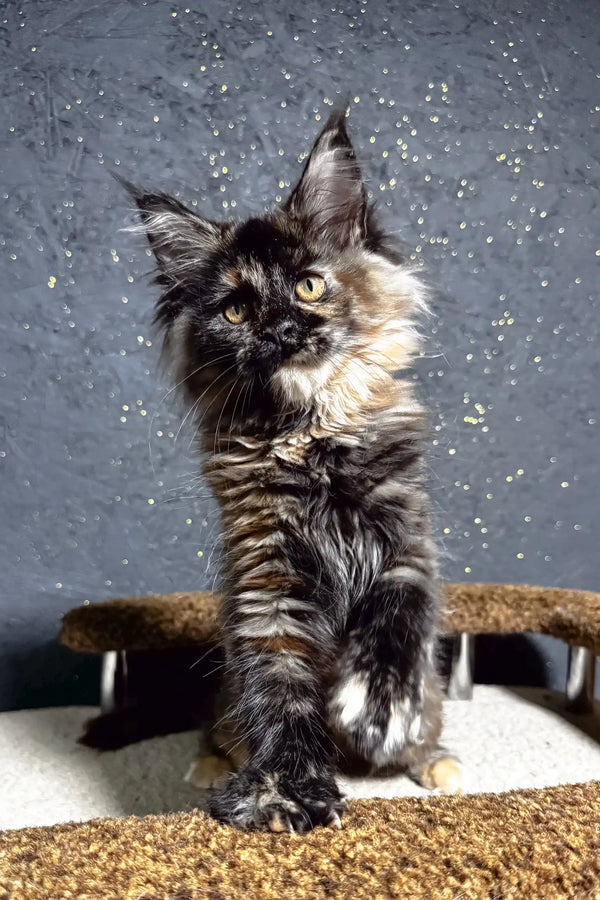 Feliya | maine coon kitten