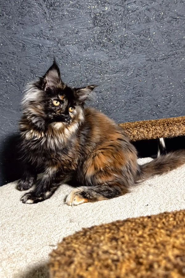 Feliya | maine coon kitten