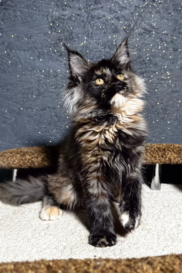 Feliya | maine coon kitten