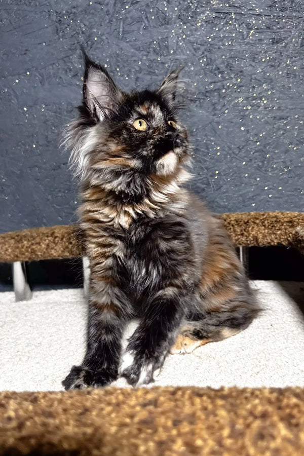 Feliya | maine coon kitten