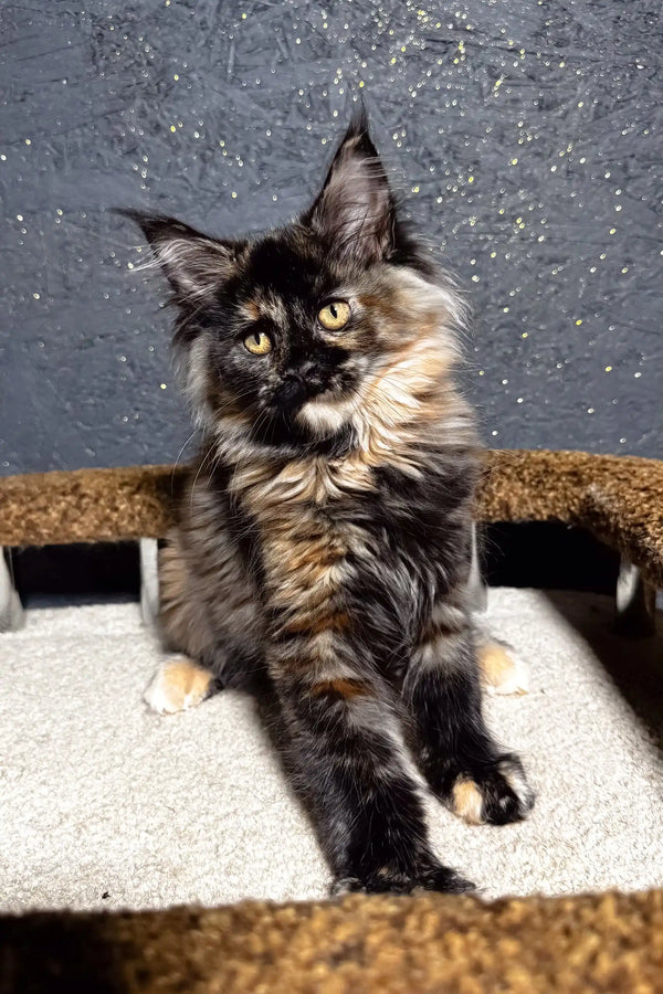 Feliya | maine coon kitten