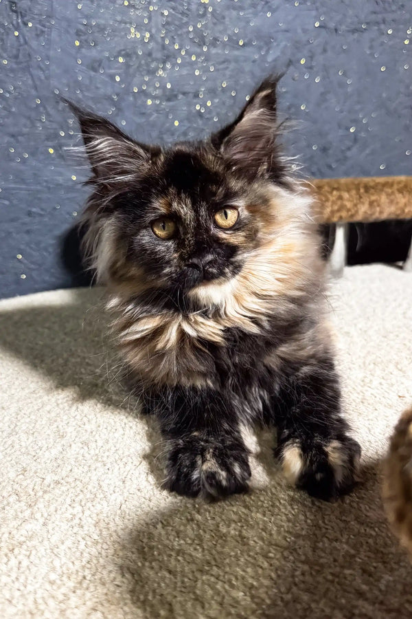 Feliya | maine coon kitten