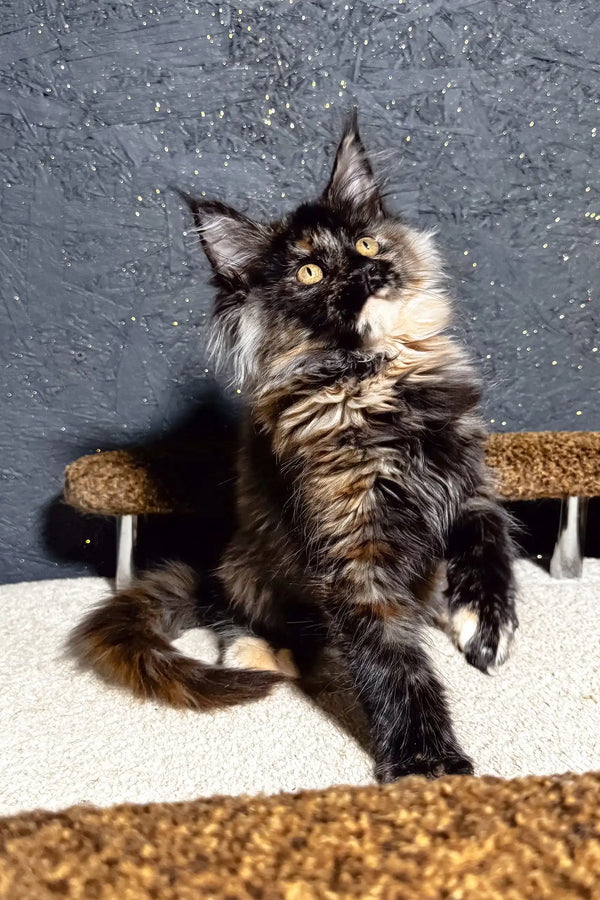 Feliya | maine coon kitten