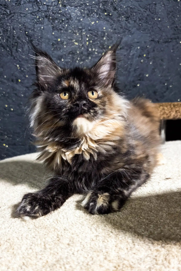 Feliya | maine coon kitten