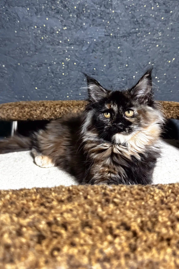 Feliya | maine coon kitten