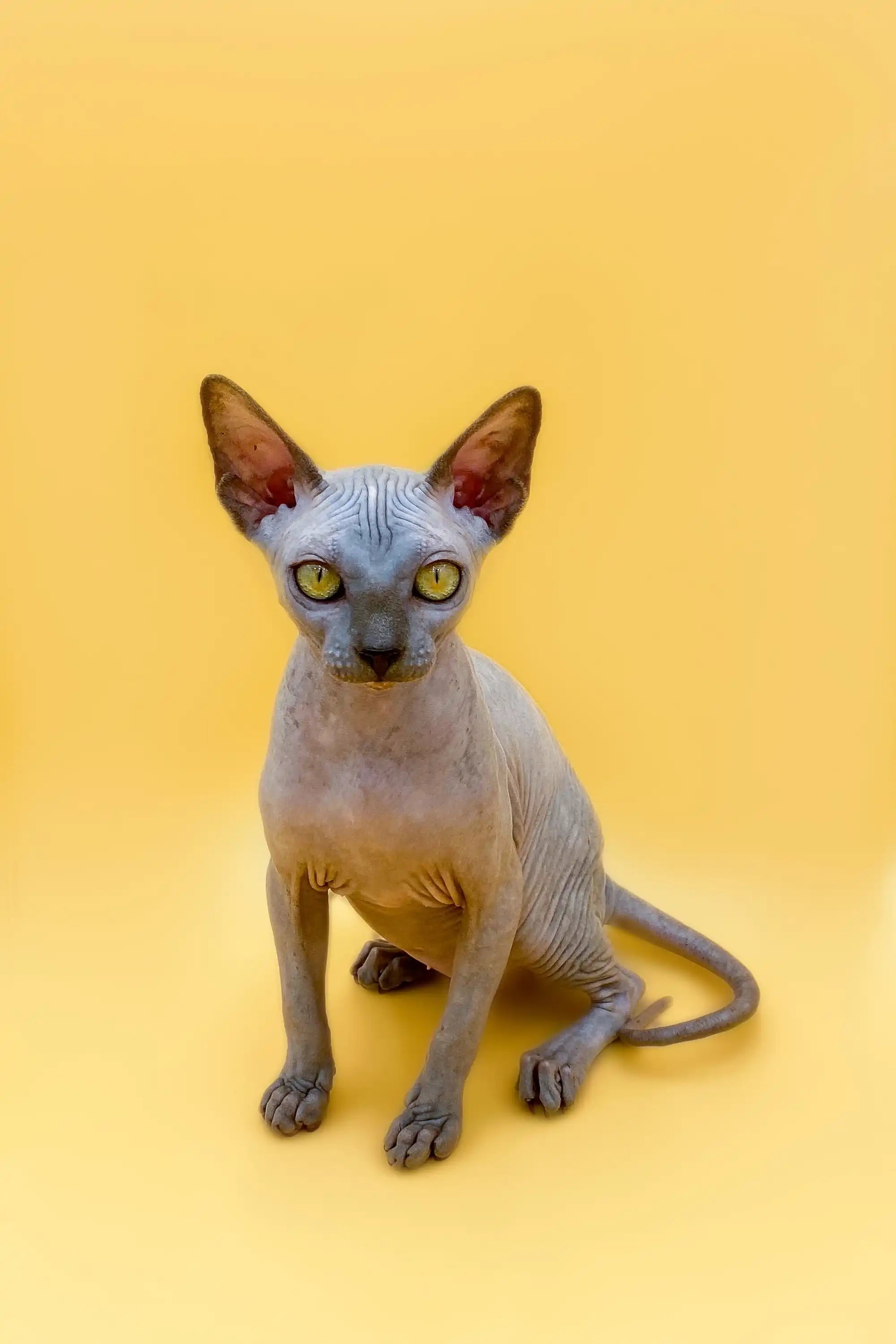 Sphynx Cats and Kittens for Sale Femida | Kitten