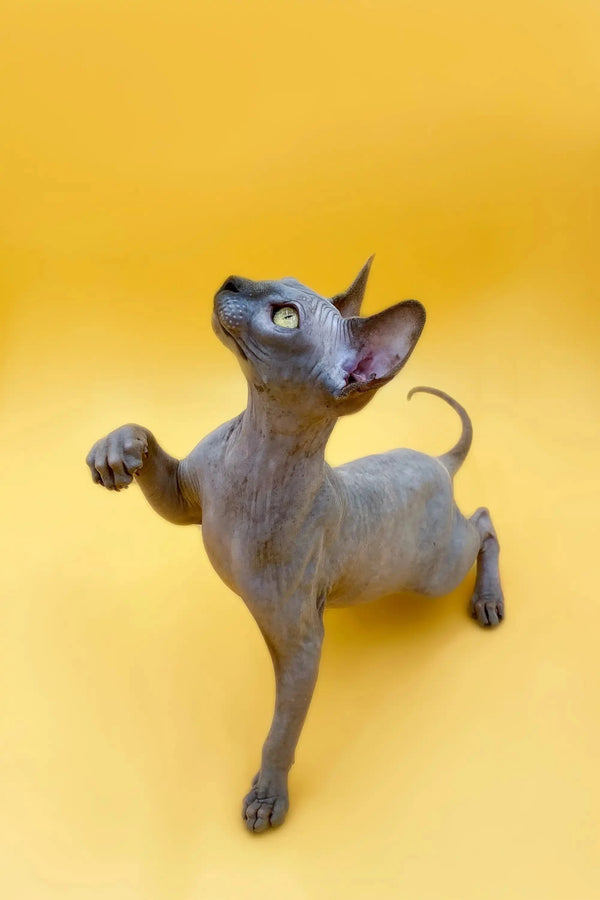 Hairless Sphynx kitten Femida playfully poses with one paw raised