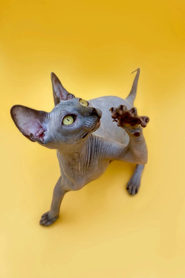 Cute Hairless Sphynx kitten with big ears and wrinkled skin, named Femida