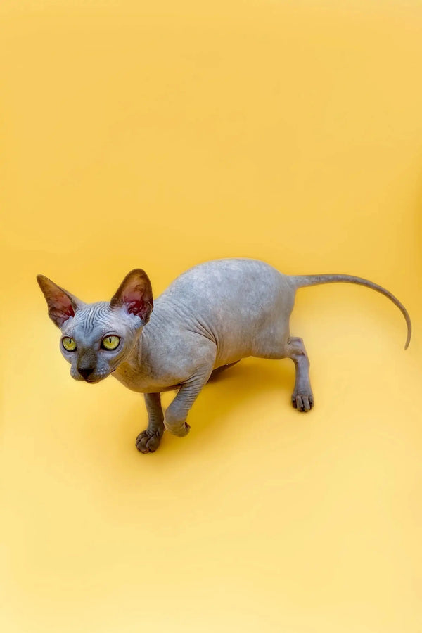 Hairless Sphynx kitten with blue eyes in a playful crouching pose for Femida
