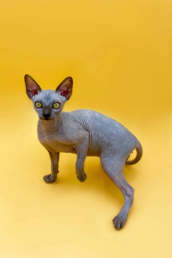 Cute Hairless Sphynx Kitten named Femida with big ears and stunning blue eyes