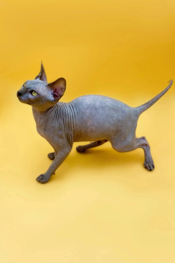 Sphynx kitten Femida strutting with wrinkly gray skin and a playful vibe