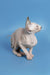 Adorable Hairless Sphynx cat in Feniks Canadian Sphynx Kitten product display