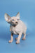 Adorable Hairless Sphynx kitten from Feniks | Canadian Sphynx Kitten collection