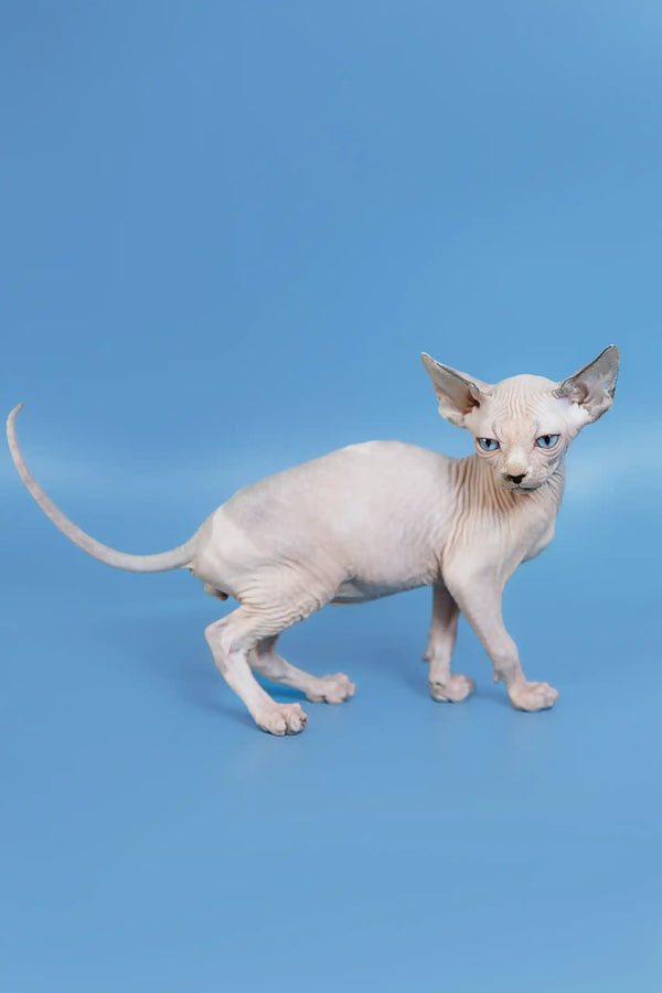 Feniks, a cute Hairless Canadian Sphynx Kitten with striking blue eyes