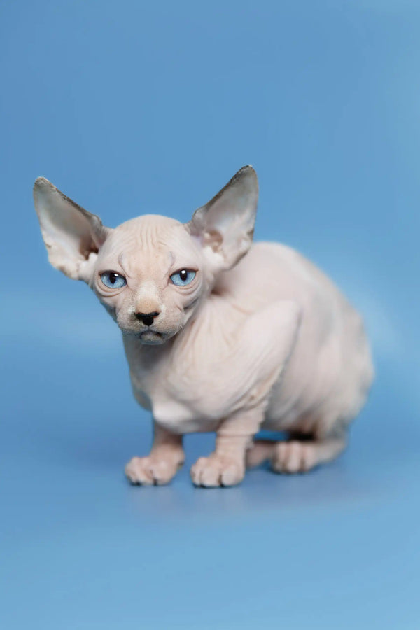 Adorable Feniks, the Canadian Sphynx Kitten with stunning blue eyes