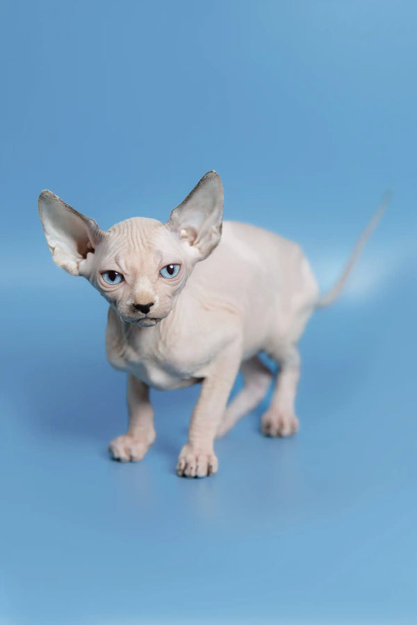 Adorable hairless Feniks Canadian Sphynx kitten with stunning blue eyes