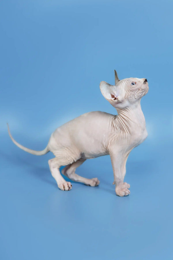 Hairless Sphynx cat in Feniks Canadian Sphynx Kitten product display