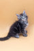 Fluffy gray and black Maine Coon kitten named Fenix looking super cute