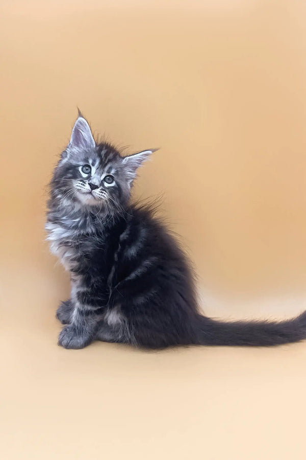 Fluffy gray and black Maine Coon kitten named Fenix ready for cuddles