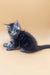 Fluffy gray and black Maine Coon kitten named Fenix looking adorable and playful