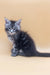 Fluffy gray tabby kitten from Fenix Maine Coon Kitten collection