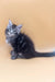 Gray and black tabby kitten from the Fenix Maine Coon Kitten collection