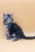 Cute Gray Tabby Kitten from Fenix Maine Coon Kitten product line, super adorable!