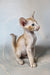 Fenix | oriental shorthair kitten