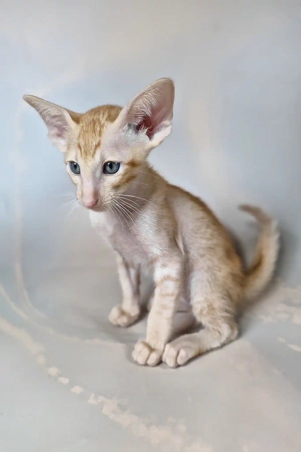 Fenix | oriental shorthair kitten