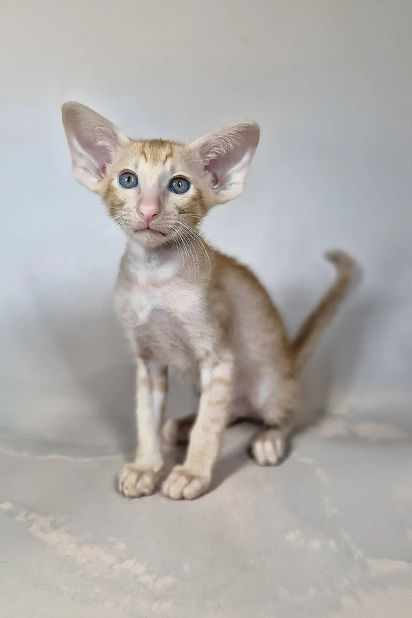 Fenix | oriental shorthair kitten