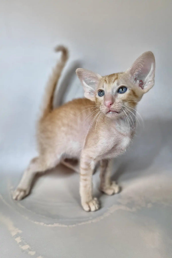 Fenix | oriental shorthair kitten