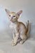 Fenix | oriental shorthair kitten