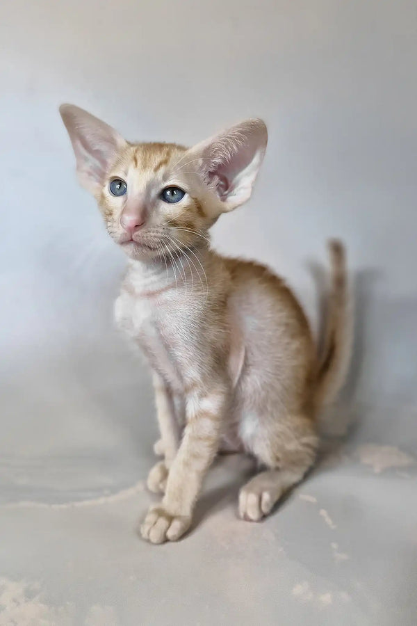 Fenix | oriental shorthair kitten
