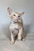Fenix | oriental shorthair kitten