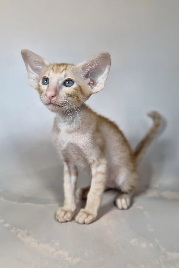 Fenix | oriental shorthair kitten