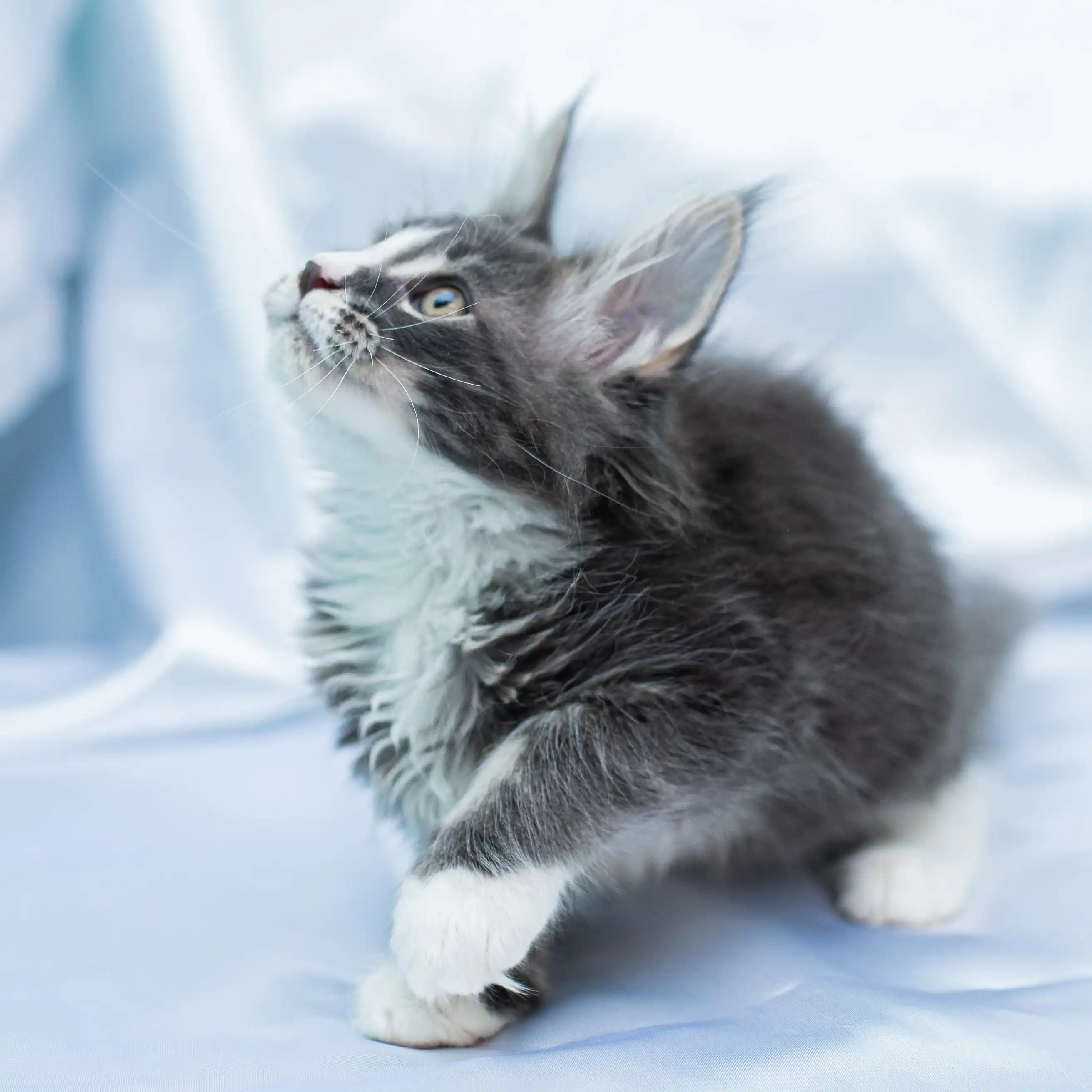 Maine Coon Kittens for Sale Fenrir | Kitten