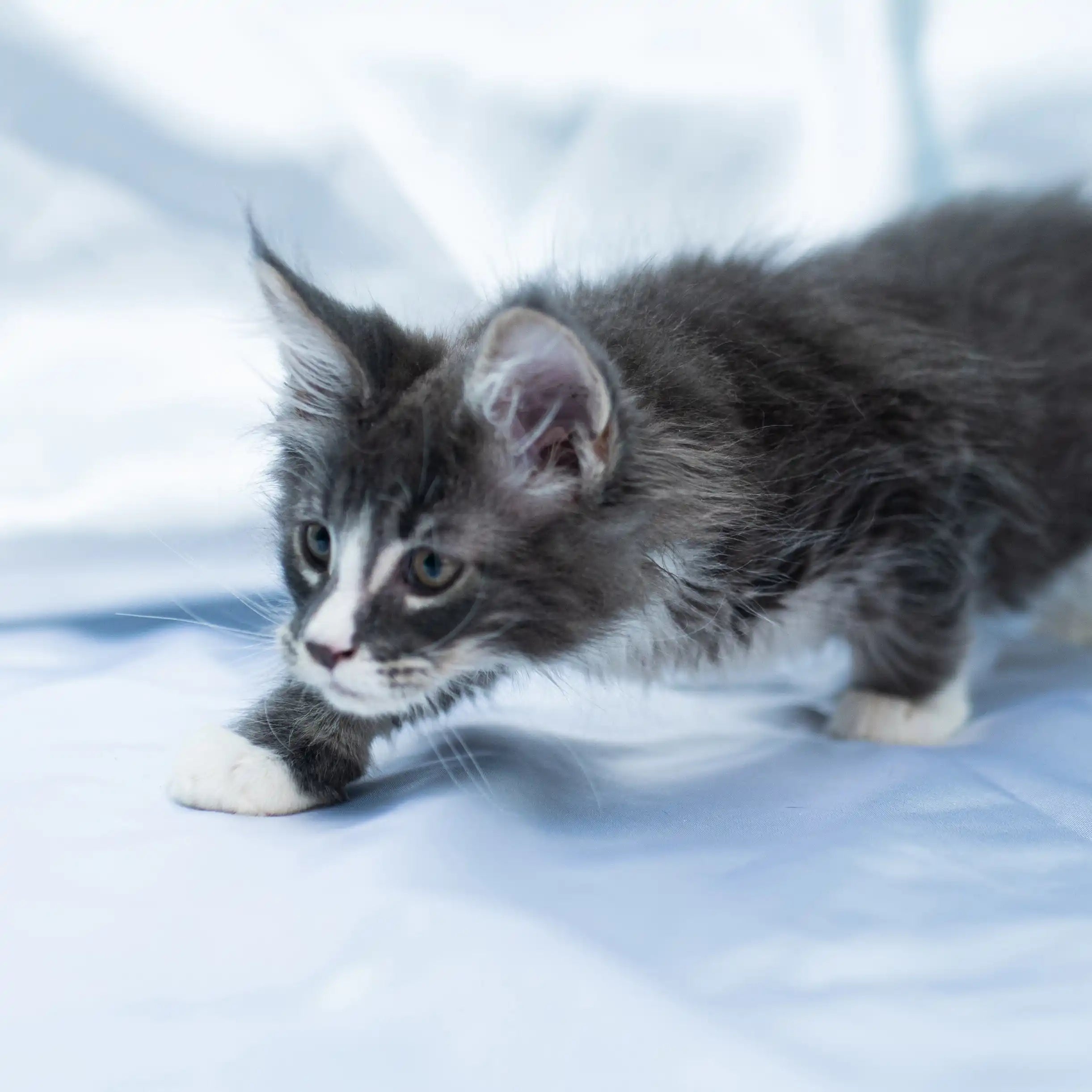 Maine Coon Kittens for Sale Fenrir | Kitten