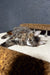 Ferarry | maine coon kitten