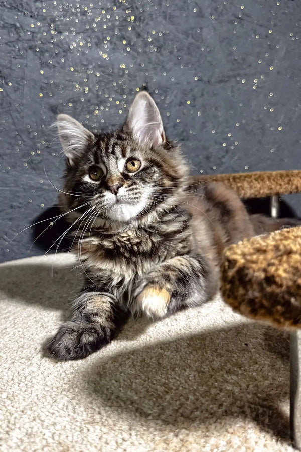 Ferarry | maine coon kitten