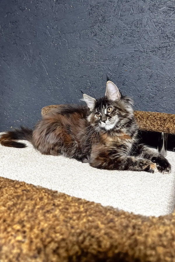 Ferarry | maine coon kitten