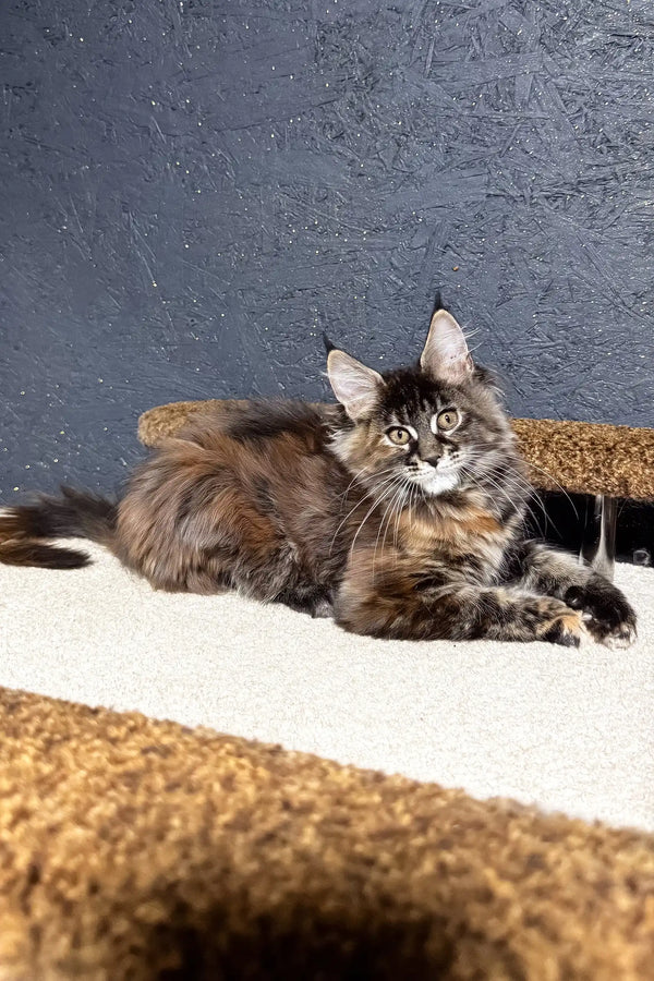 Ferarry | maine coon kitten