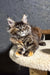 Ferarry | maine coon kitten