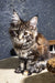 Ferarry | maine coon kitten