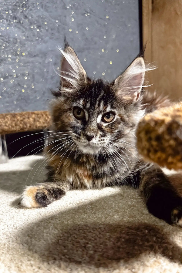 Ferarry | maine coon kitten