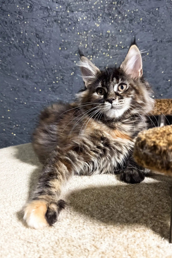 Ferarry | maine coon kitten