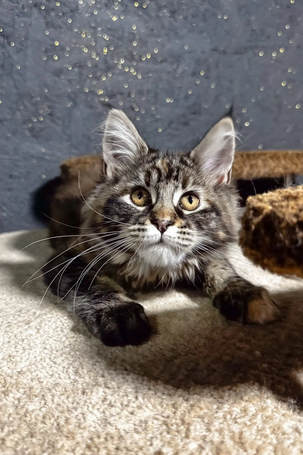 Ferarry | maine coon kitten