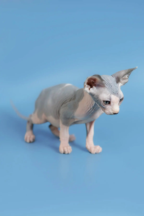 Adorable Hairless Sphynx kitten Ferdinand with wrinkled gray skin and cute pointed ears